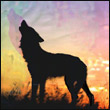 Aircoyote